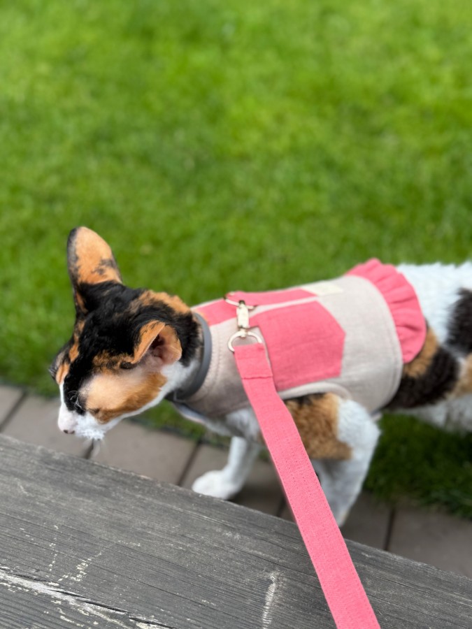 Petnešos liemenė katei COMFORT