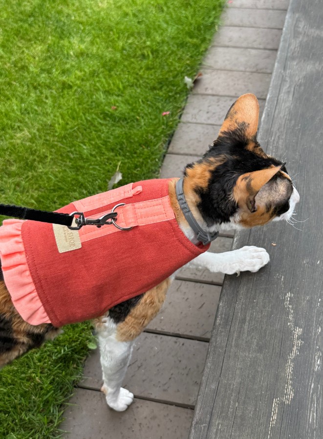 Petnešos liemenė katei COMFORT