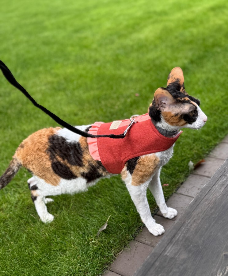 Petnešos liemenė katei COMFORT